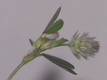 Medicago o Trifolium - Trifolium arvense