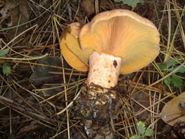Lactarius da determinare