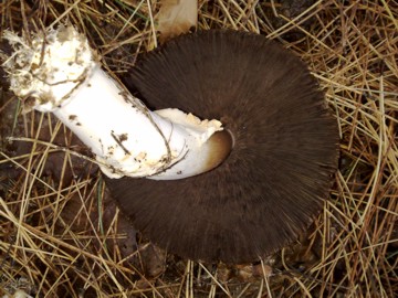 In una pineta dell''Etna
