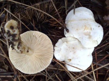 Fungo tre dall''Etna