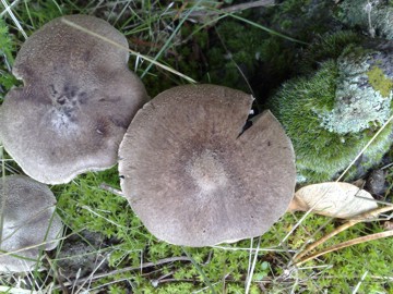 Funghi  4 e 5 dall''Etna