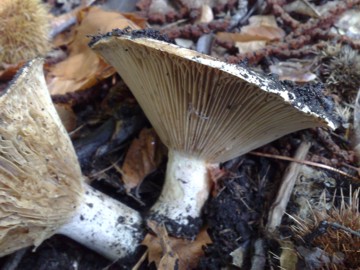 Fungo 8 dall''Etna (e ultimo, per ora!)