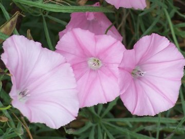 Convolvulus elegantissimus / Convolvolo elegantissimo