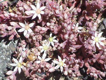 Sedum dell''Etna - Sedum hispanicum