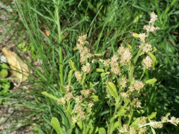 In un incolto - cfr. Gnaphalium sp.