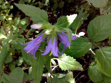 Campanula trachelium