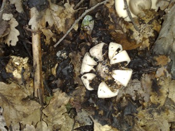 Rassomiglia a un fiore