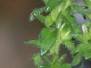 Una minuscola Lamiacea? no, Veronica arvensis