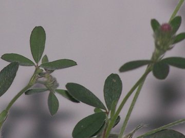 Medicago o Trifolium - Trifolium arvense