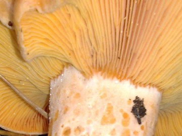 Lactarius da determinare