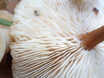 Fungo due dall''Etna