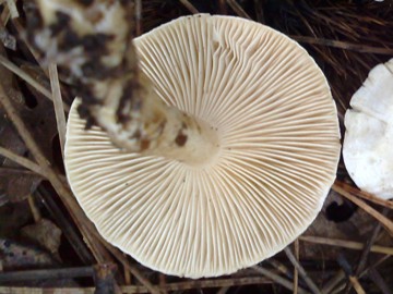 Fungo tre dall''Etna