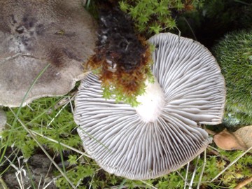 Funghi  4 e 5 dall''Etna