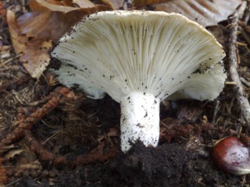 Fungo 8 dall''Etna (e ultimo, per ora!)