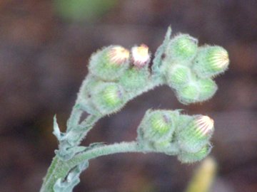 Andryala integrifolia / Lanutella comune