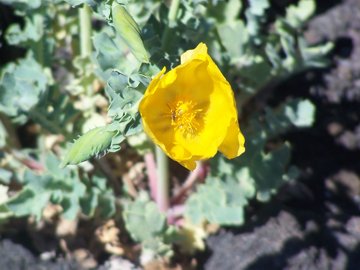 Il Glaucium flavum 