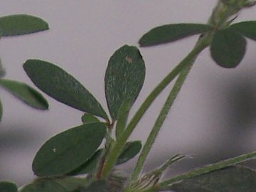 Medicago o Trifolium - Trifolium arvense