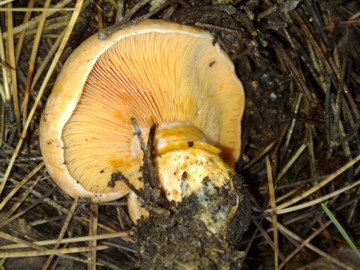 Lactarius da determinare