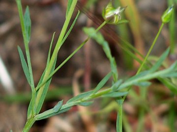 Linum bienne