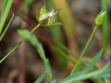 Linum bienne