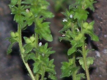Una minuscola Lamiacea? no, Veronica arvensis