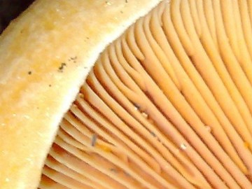 Lactarius da determinare
