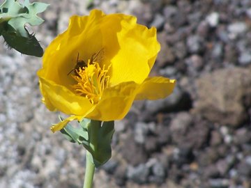 Il Glaucium flavum 