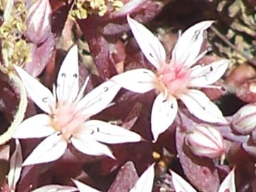 Sedum dell''Etna - Sedum hispanicum