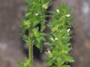 Una minuscola Lamiacea? no, Veronica arvensis