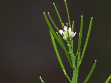 Cardamine hirsuta / Billeri primaticcio