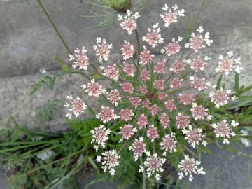 Sottospecie di Daucus carota?