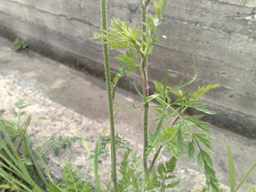 Sottospecie di Daucus carota?