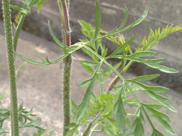 Sottospecie di Daucus carota?