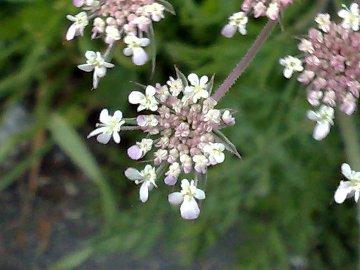 Sottospecie di Daucus carota?