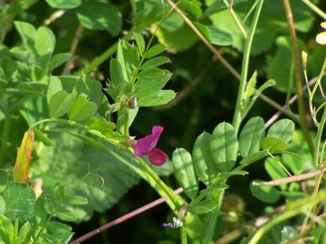 Vicia sativa