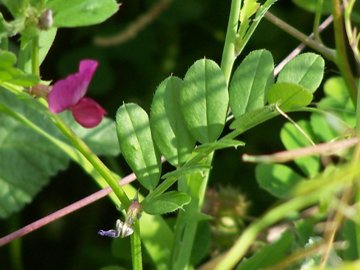 Vicia sativa