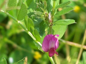 Vicia sativa