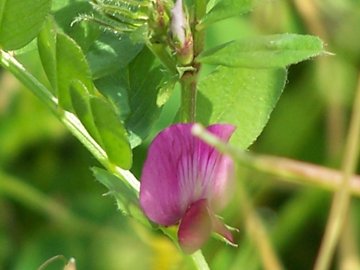 Vicia sativa