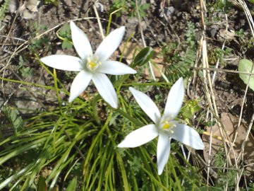 Un Allium? no, Ornithogalum sp.