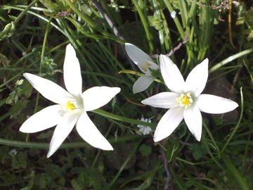 Un Allium? no, Ornithogalum sp.