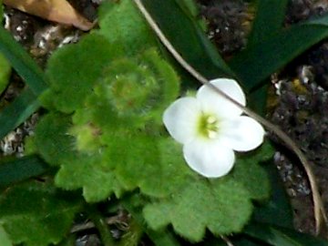 Veronica cymbalaria - Fiore piccolo sull''Etna