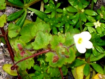 Veronica cymbalaria - Fiore piccolo sull''Etna
