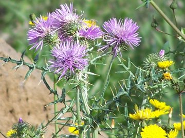 Galactites elegans (=Galactites tomentosa)