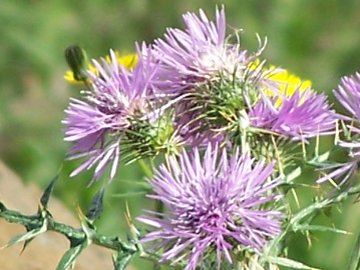 Galactites elegans (=Galactites tomentosa)