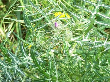 Galactites elegans (=Galactites tomentosa)