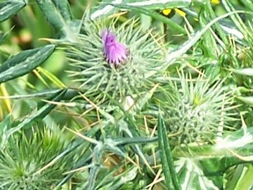 Galactites elegans (=Galactites tomentosa)