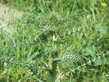 Galactites elegans (=Galactites tomentosa)