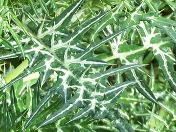 Galactites elegans (=Galactites tomentosa)