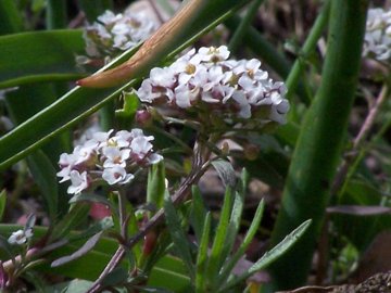 Lobularia maritima in montagna