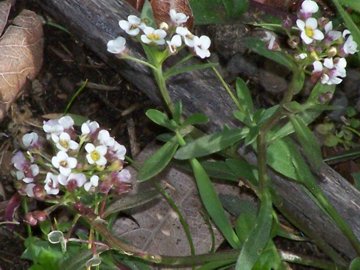 Lobularia maritima in montagna